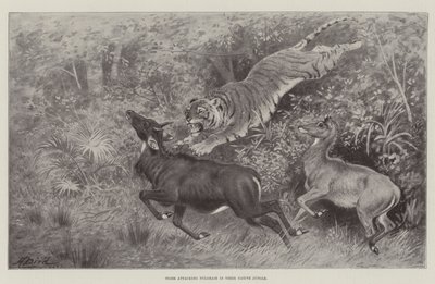 Tijger die Nylghaie aanvalt in hun inheemse jungle door Harrington Bird